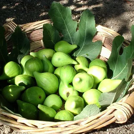 Casa Girasole 3* Papiano