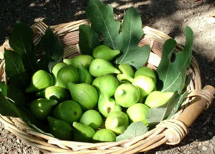 Casa Girasole 3* Papiano